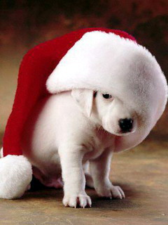 xmas_pooch1[1].jpg